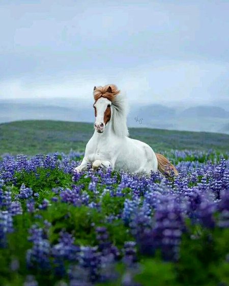 Beautiful Nature image