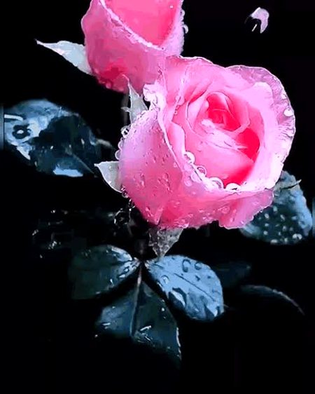 Beautiful Nature image