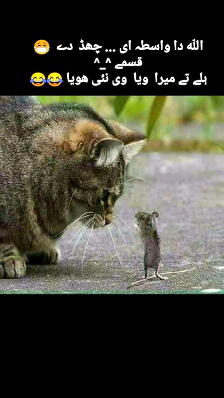 Memes & Satire image