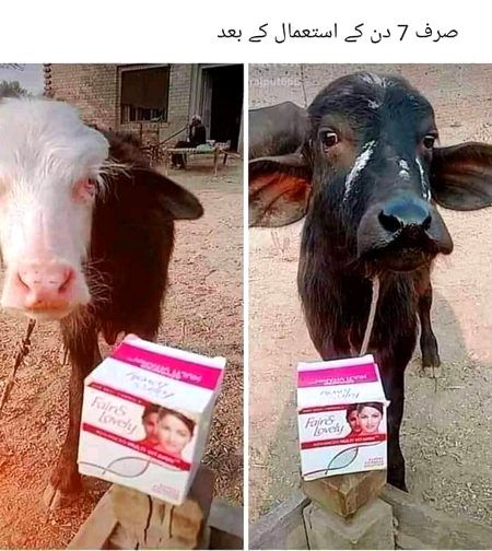 Memes & Satire image