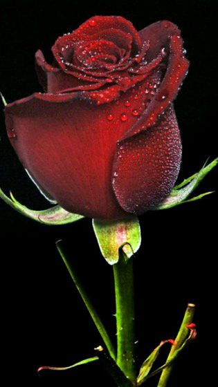 Beautiful Nature image