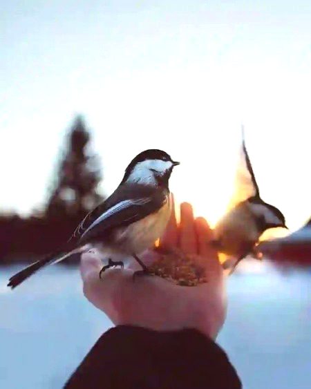 ن_|.🌸 تیری سماعت ڈھونڈے گی ہمارے قہقہے  ہم مر جائیں گے اتنا سکوت لیے!🙂