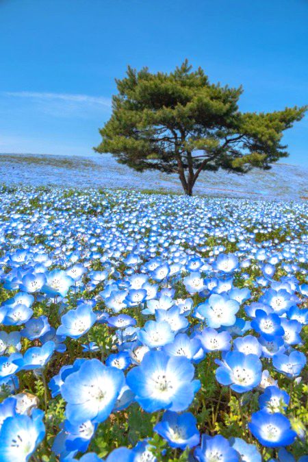Beautiful Nature image