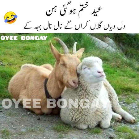 Memes & Satire image