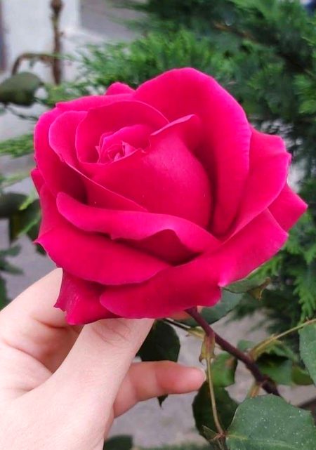 Beautiful Nature image