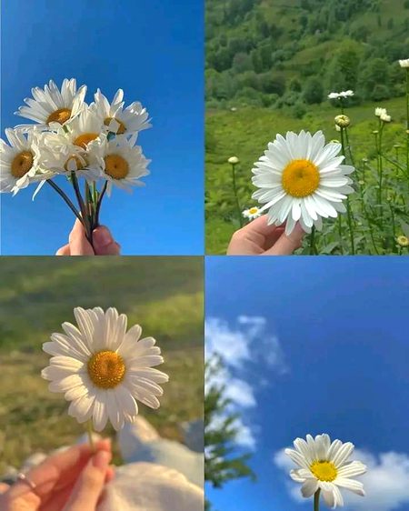 Beautiful Nature image