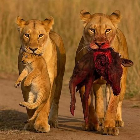 “شیرنی جن لمبے نوکیلے دانتوں سے اپنا تین سو کلو کا شکار کرتی ہے، اُنہی دانتوں سے اپنے بچے کو بغیر خراش کے محفوظ جگہ پر مُنتقل کرتی ہے۔”
“تقدیر بھی جب آپ کو گردن سے دبوچ لے تو کُچھ دیر صبر سے کام لیجیے گا، ہوسکتا ہے وہ آپ کو خطرے سے نکال کر کسی محفوظ مقام پر لے جا رہی ہو۔”❤️🩹