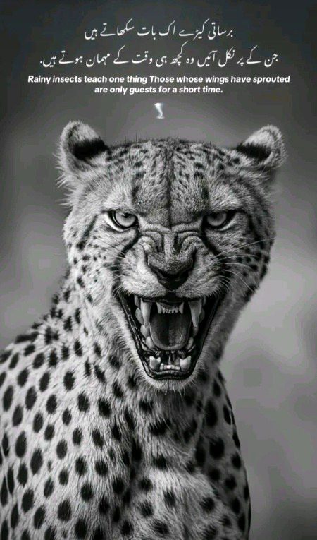 Attitude Poetry image