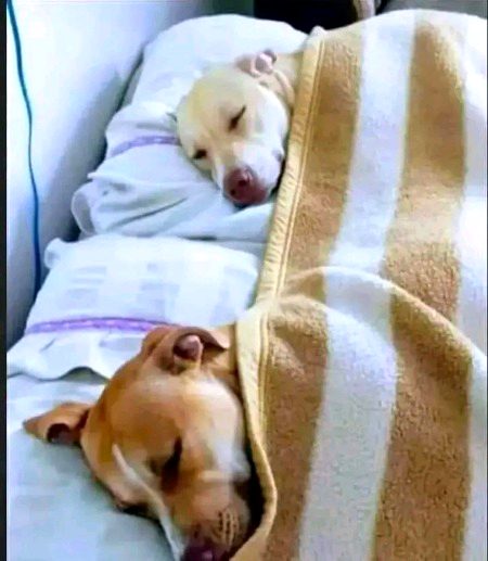 مہنگائی کے بعد جیو اور سماء نیوز کے مالک آرام فرما رہے ہیں. 🙏