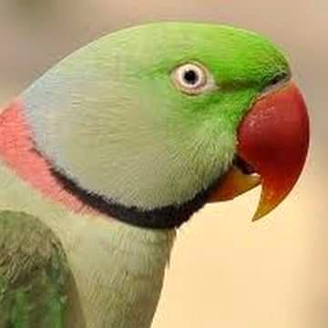 Mithooo  💚💚💚💚