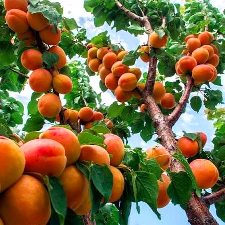 Kis kis k mhu me pani ayyia