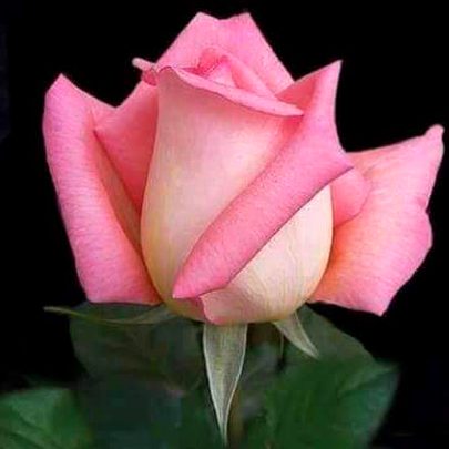 Ummdaaa pink 💕💕💕💖