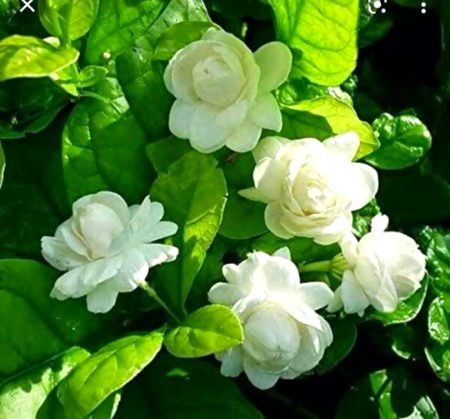 Beautiful Nature image