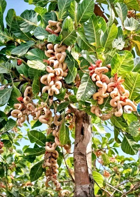 Beautiful Nature image