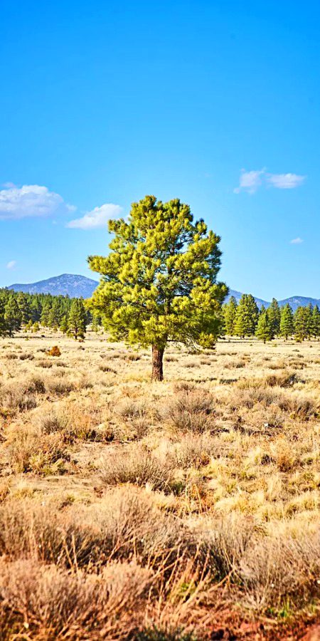 Beautiful Nature image