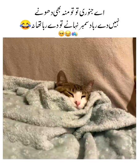 Memes & Satire image