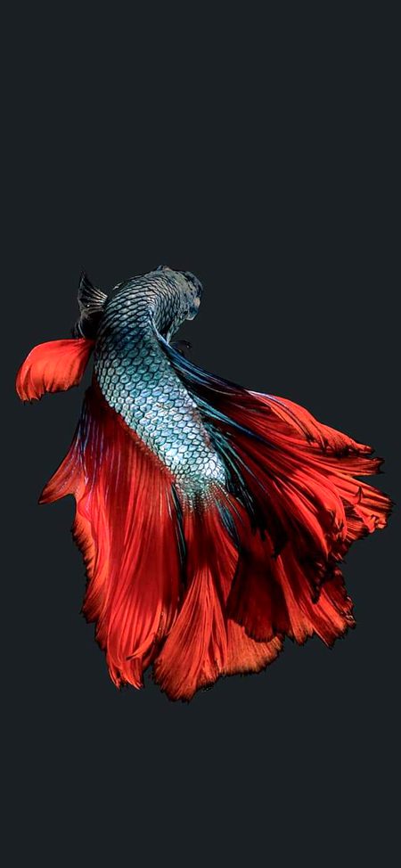 🐠 🐠 𝐅𝐢𝐬𝐡 🐠 🐠