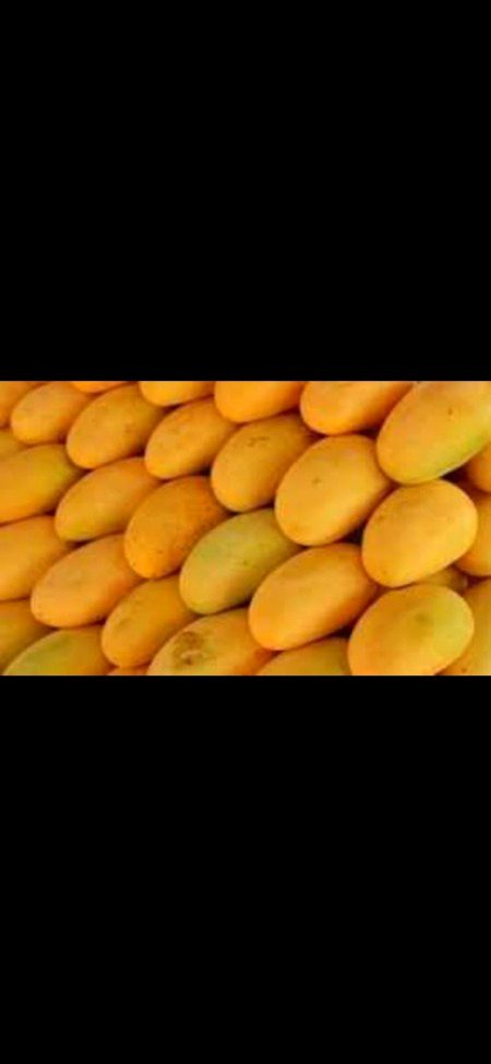 پھلوں کا بادشاہ بلڈ پریشر کے مریضوں کیلئے انتہائی مفید
پھلوں کے بادشاہ  کا لقب پانے والا ’آم‘ بچوں سے لے کر بوڑھوں تک ہر ایک کا مرغوب ہے۔
گرمیوں کے موسم کو ناپسند کرنے والے لوگ  بھی صرف اس لیے گرمی کے موسم کا انتظار کرتے ہیں کہ اس موسم میں ان کا پسندیدہ پھل آم میسر ہوتا ہے۔
یوں تو لوگ آم کو اس کے بہترین ذائقے کی وجہ سے پسند کرتے اور کھاتے ہیں لیکن اس کے بے شمار طبی فوائد بھی ہیں جن سے اکثر لوگ ناواقف ہیں۔
آم میں جسم کے لیے نقصان دہ فیٹ،کولیسٹرول اورسوڈیم کی مقداربہت کم پائی جاتی ہے۔
آموں میں صحت  کے لیے بنیادی منرلزاوروٹامنزکی بھرپور مقدار پائی جاتی ہے جن میں وٹامن بی6،وٹامن کے،وٹامن اے،وٹامن سی،وٹامن ای،پوٹاشیم،میگنیشیم اورکوپرشامل ہیں۔
آم ہائی بلڈ پریشر کے مریضوں کے لیے بھی انتہائی مفید پھل ہے