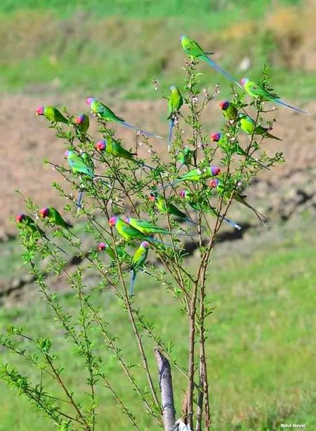 Beautiful Nature image