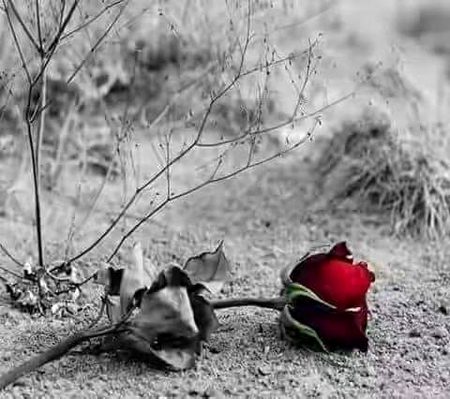 Beautiful Nature image