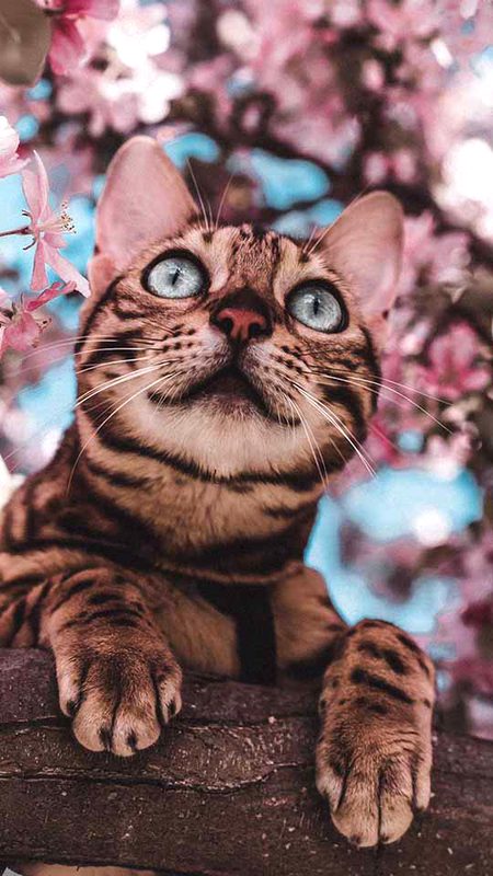 Beautiful Nature image