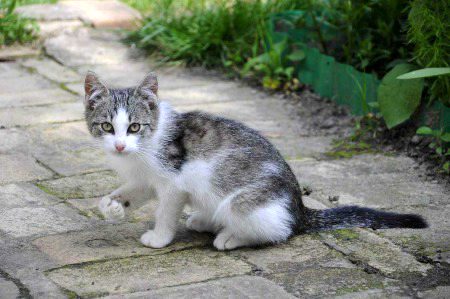 Cato😺😸this is a cate she is so cute😀