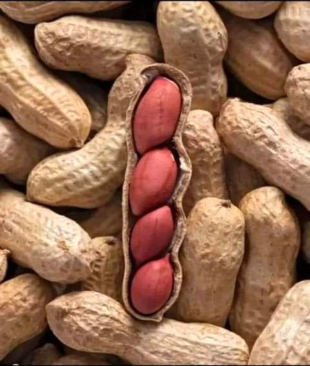 *جس نے ان بیجوں کو اپنے خول کے اندر ترتیب سے رکھا، وہ آپ کی زندگی اور آپ کے معاملات کو ترتیب سے سنبھالنے پر قادر ہے۔ 
اس اکیلے اللّٰہ پر بھروسہ رکھو ۔*