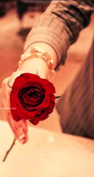 🌹🌹🌹🌹🌹flower🌹🌹🌹🌹🌹
