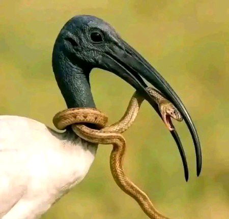 If there’s even a 1% chance, fight. Sometimes, all it takes is a small spark of hope, courage, or opportunity to shift everything.  
*One percent is still a possibility, and possibility is all you need to win.*📚🖋️🖋️🖋️