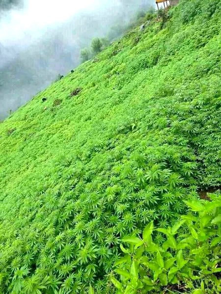 Beautiful Nature image