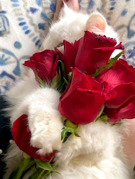 تجھ سے کچھ اور تعلق بھی ضروری ہے ما
یہ محبت تو کسی وقت بھی مر سکتی ہے