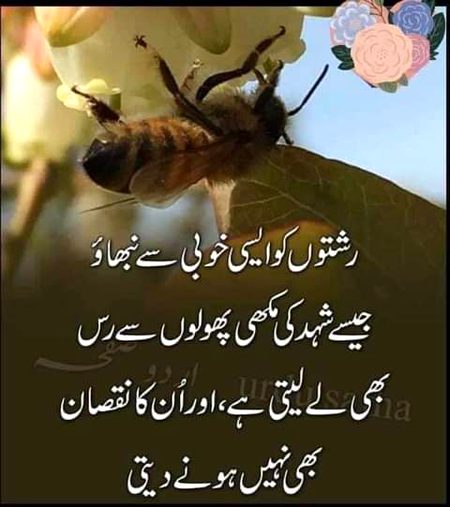 Mushk khan