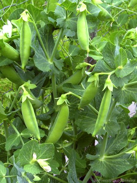 Beautiful Nature image