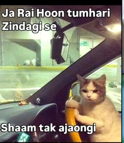 Memes & Satire image