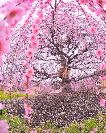 Beautiful Nature image