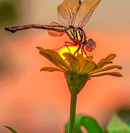 BEAUTIFUL NATURE