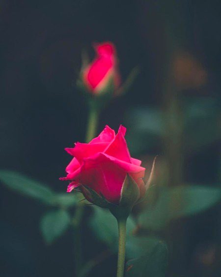 Beautiful Nature image