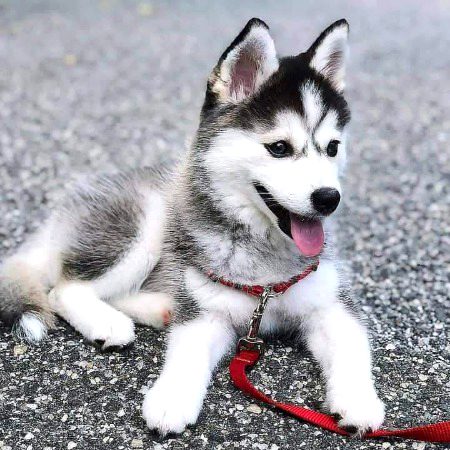 Husky🫀