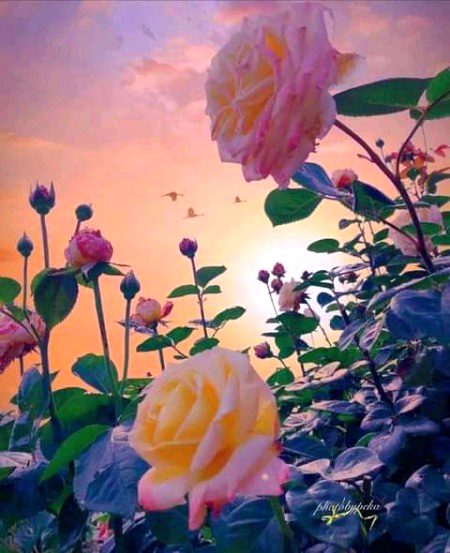 Beautiful Nature image