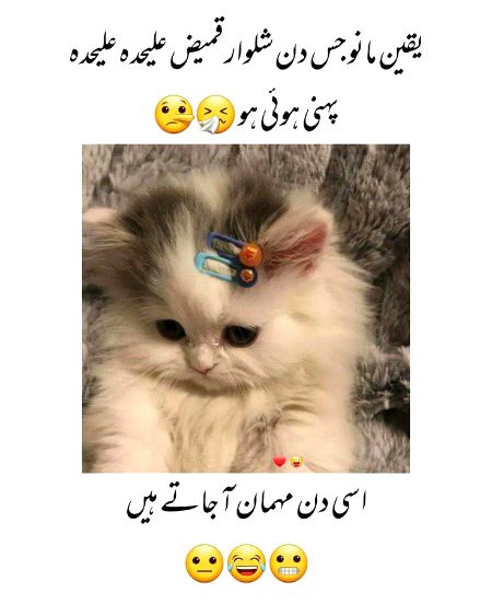 Memes & Satire image
