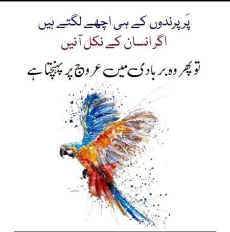 🌹 merijan-16 🌹