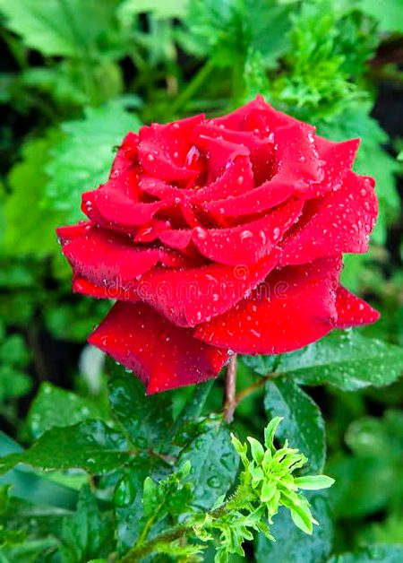 Beautiful Nature image