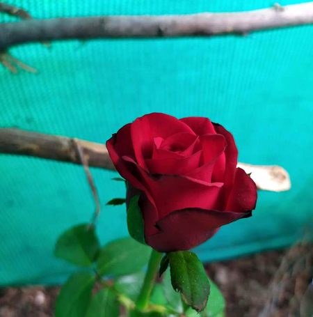 Beautiful Nature image