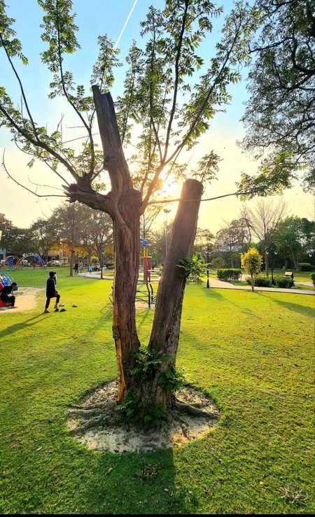 Beautiful Nature image