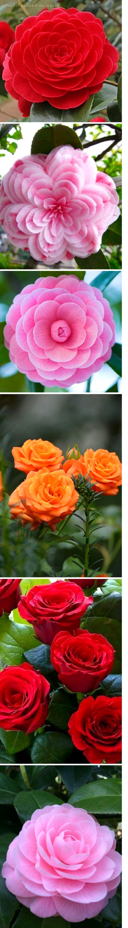 Beautiful Nature image