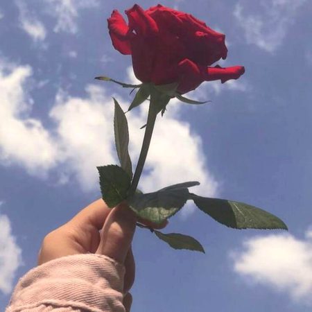 Ye gulab AP ke liye
(Youriam) 💖 my love