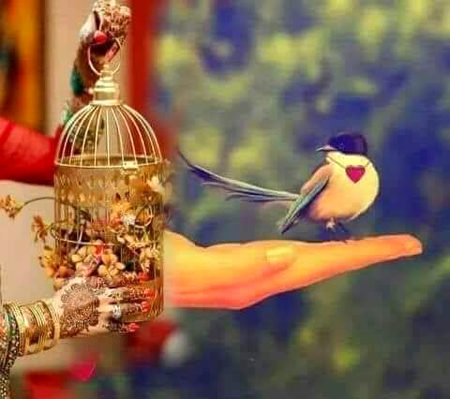 قفس کا قیمتی پنچھی ہوں سو خریدتے وقت  ___
مجھے اڑا کے بھی دیکھا گیا گرا کے بھی