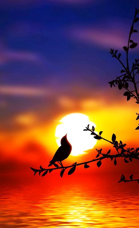 Beautiful Nature image