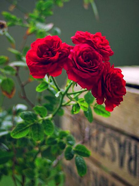 Beautiful Nature image