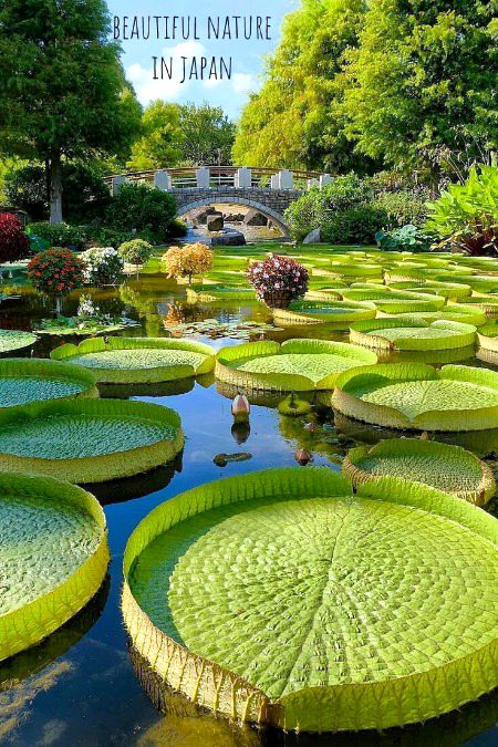 Beautiful Nature image